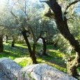 Les oliviers du sanctuaire d'Athéna Pronaia